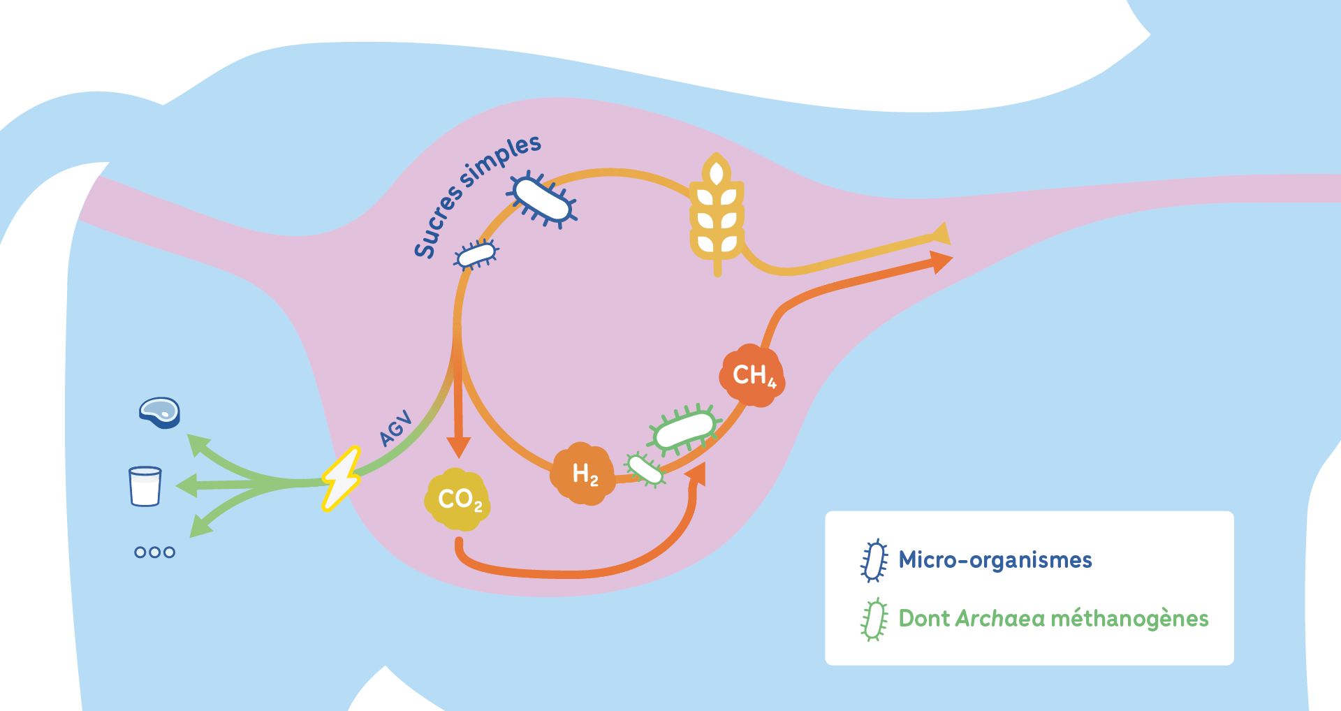 La fermentation entérique